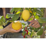 Нож для сбора овощей GARDENA 12211-20.000.00